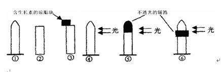 下图中能说明胚芽鞘尖端是感受光刺激部位的最佳实验组合是
