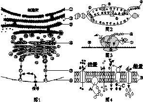 图1～4是与细胞内合成和分泌某些蛋白质有关的结构和生理过程示意图