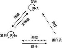 人体胰岛细胞中的基因指导胰岛素合成,对转录和翻译两