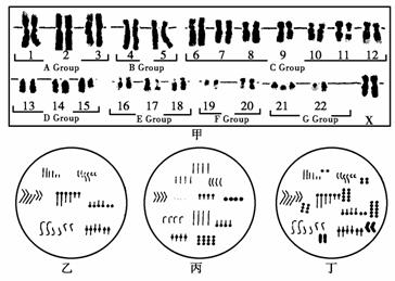 下图为几种生物细胞内染色体示意图,请回答