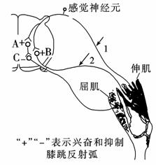 下图表示膝跳反射的反射弧,1,2是神经纤维上的实验位点,a,b,c为突触